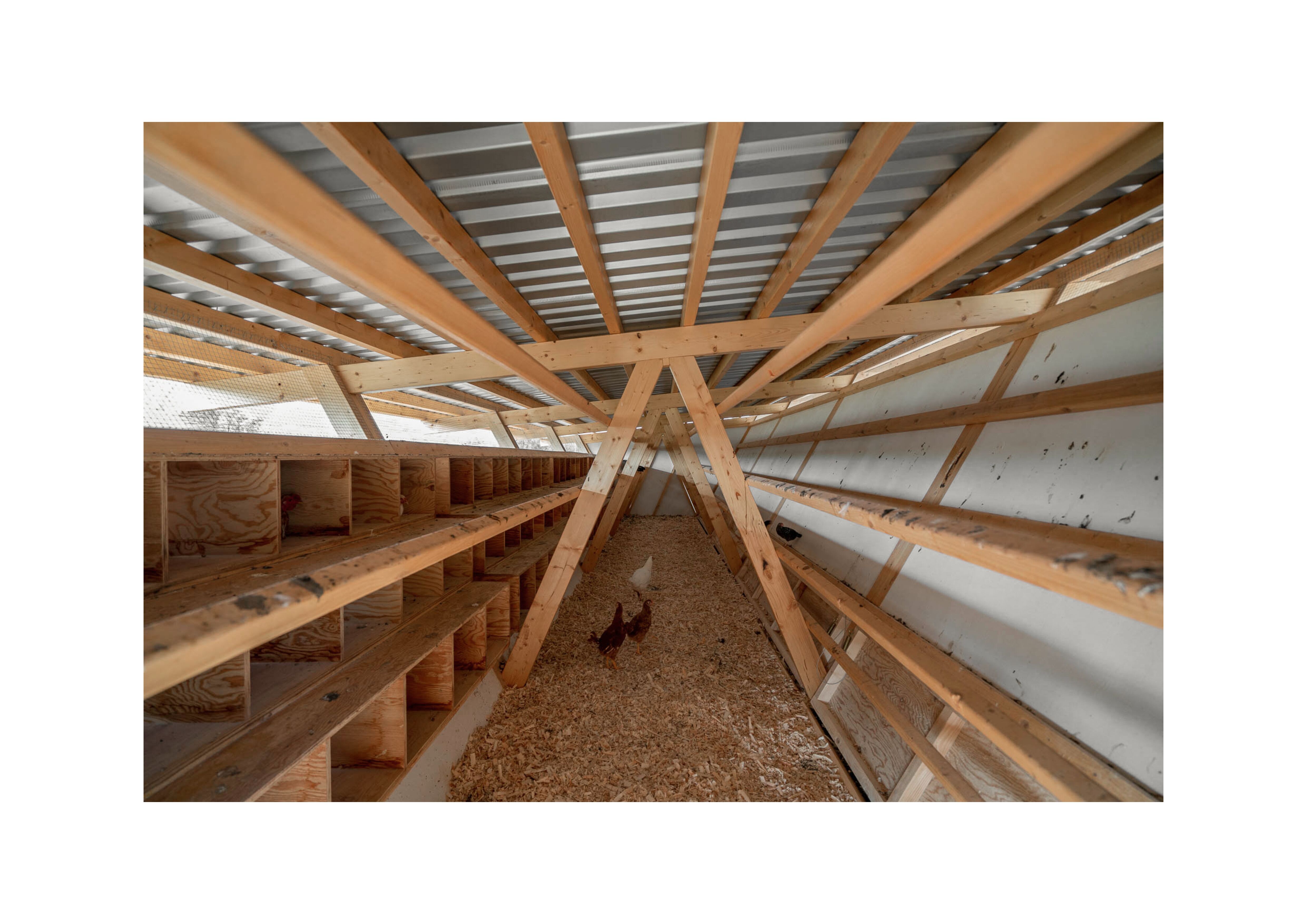 House of Chickens WoodSolutions